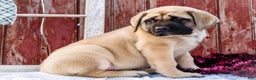 English Mastiff dogs for sale: Zack - Ad 15