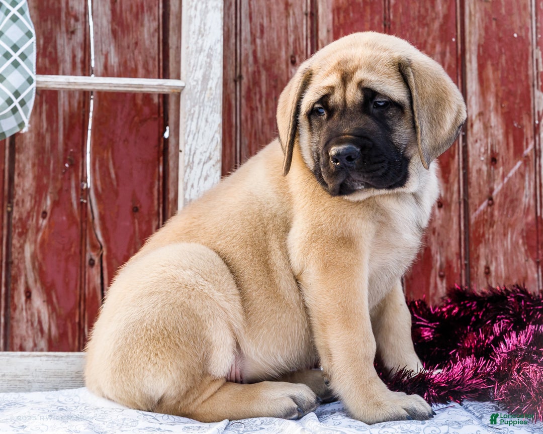 English Mastiff dogs for sale: Zack - Ad 15