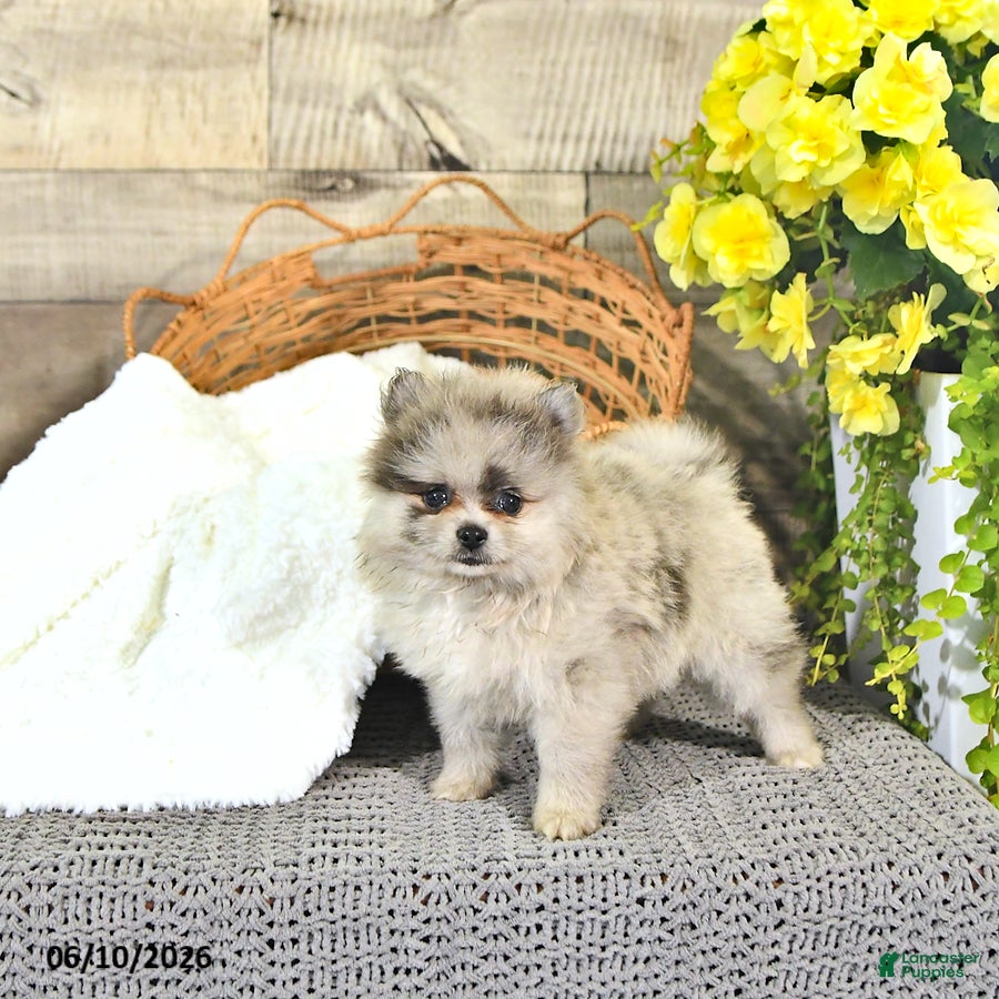 Pomeranian dogs Curtis - Ad 1