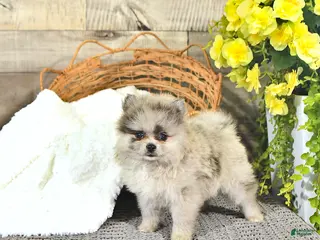 Pomeranian dogs for sale: Curtis - Ad 2