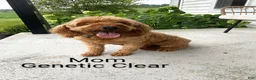 Mini Goldendoodle dogs for sale: Manny 💙 GenClearParents - Ad 13