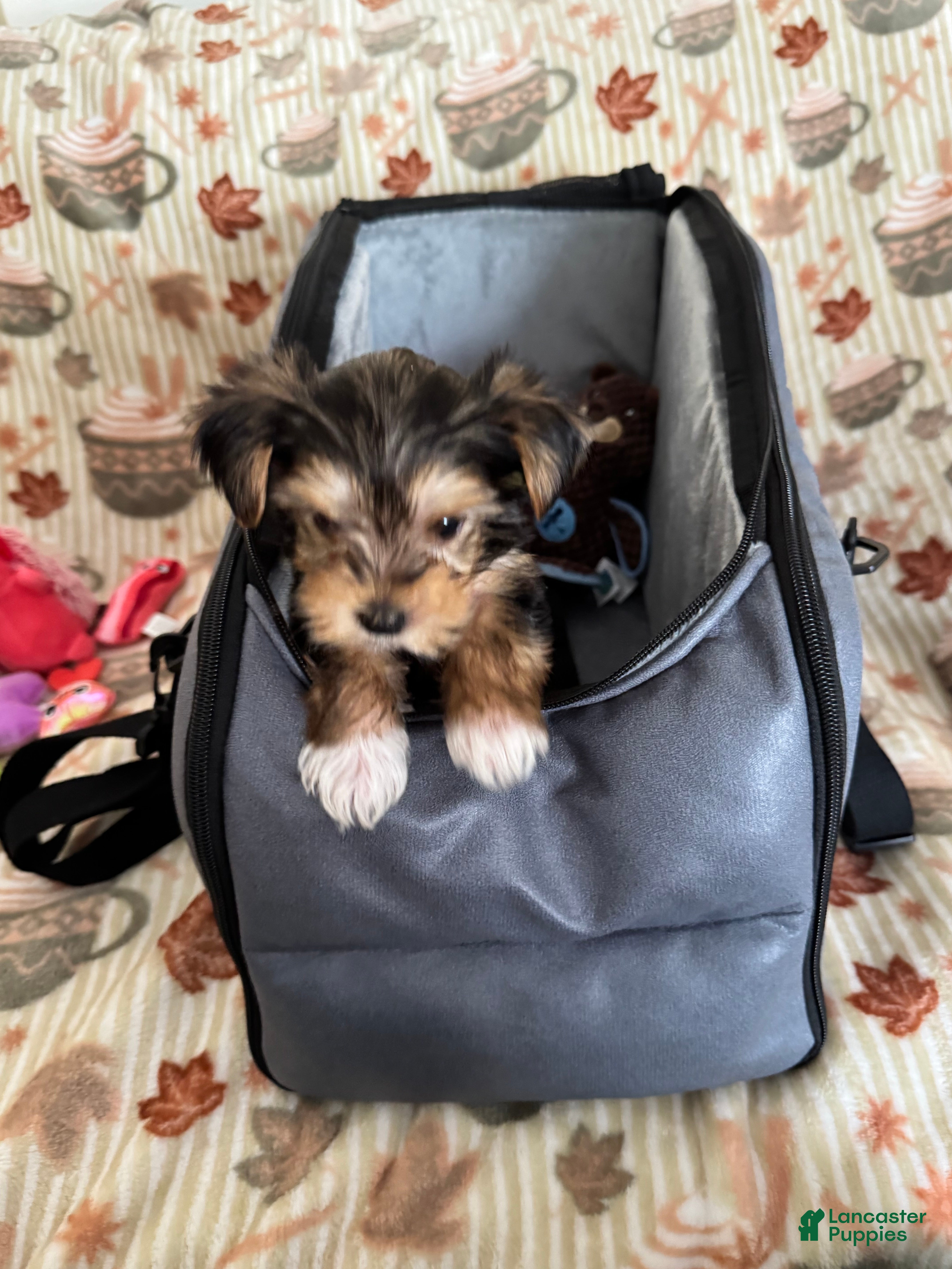 Yorkshire Terrier dogs Yorkshire Grey - Ad 1