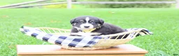 Miniature Australian Shepherd dogs for sale: Ace - Ad 3