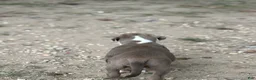 American Bully dogs for sale: Beauty - Ad 3