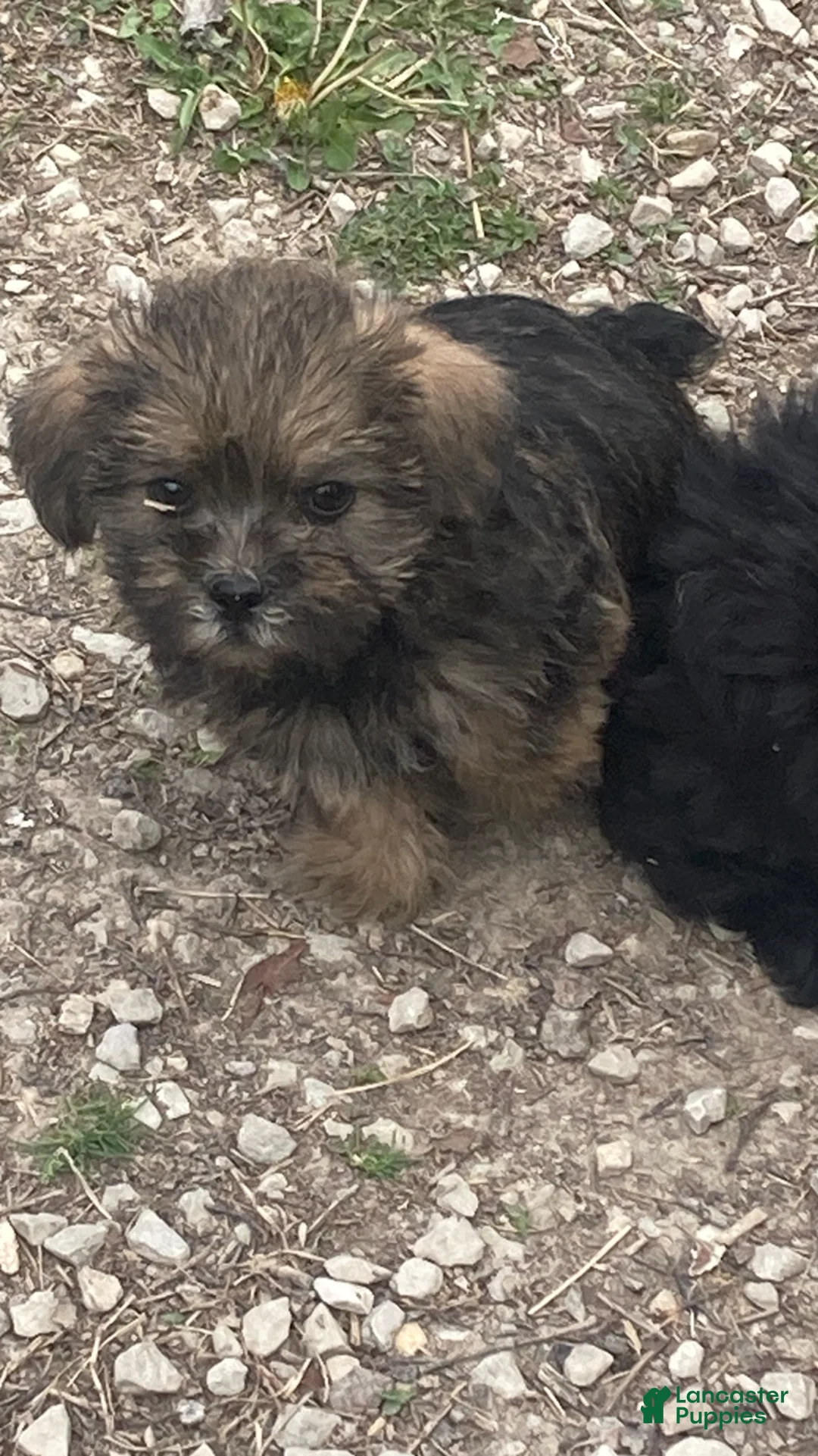 Mixed Breed dogs for sale: Mixed Breed Puppy 1 - Ad 1