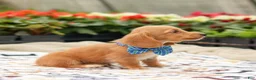 Miniature Dachshund dogs for sale: Hank - Ad 3