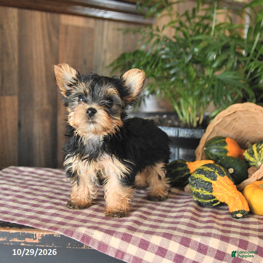 Yorkshire Terrier dogs for sale: Dexter - Ad 2