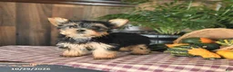 Yorkshire Terrier dogs for sale: Dexter - Ad 2