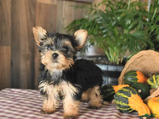 Yorkshire Terrier dogs for sale: Dexter - Ad 2