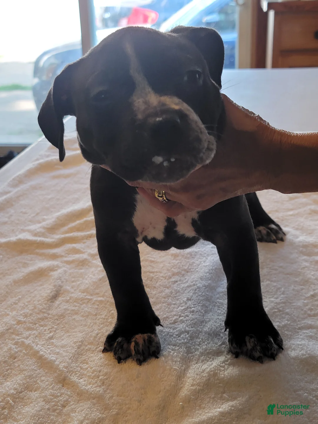 American Bully dogs for sale: American Bully 7 - Ad 2