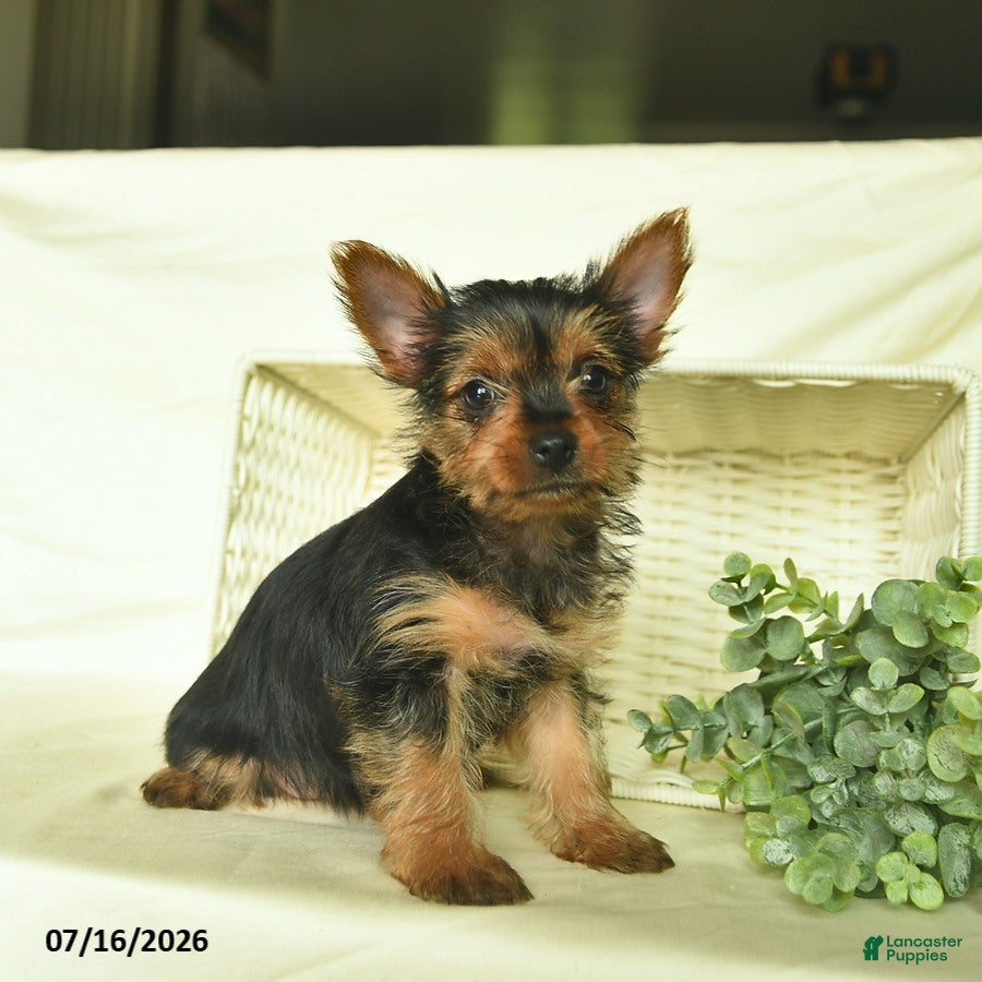 Yorkshire Terrier dogs Lori  - Ad 2