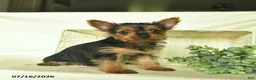 Yorkshire Terrier dogs for sale: Lori  - Ad 2