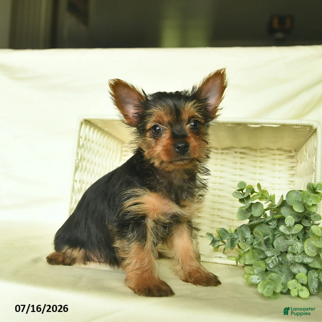 Yorkshire Terrier dogs for sale: Lori  - Ad 2