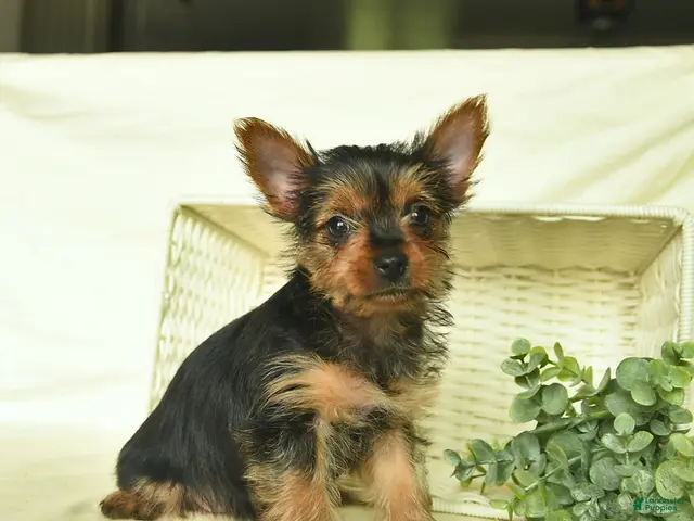 Yorkshire Terrier dogs for sale: Lori - Ad 2