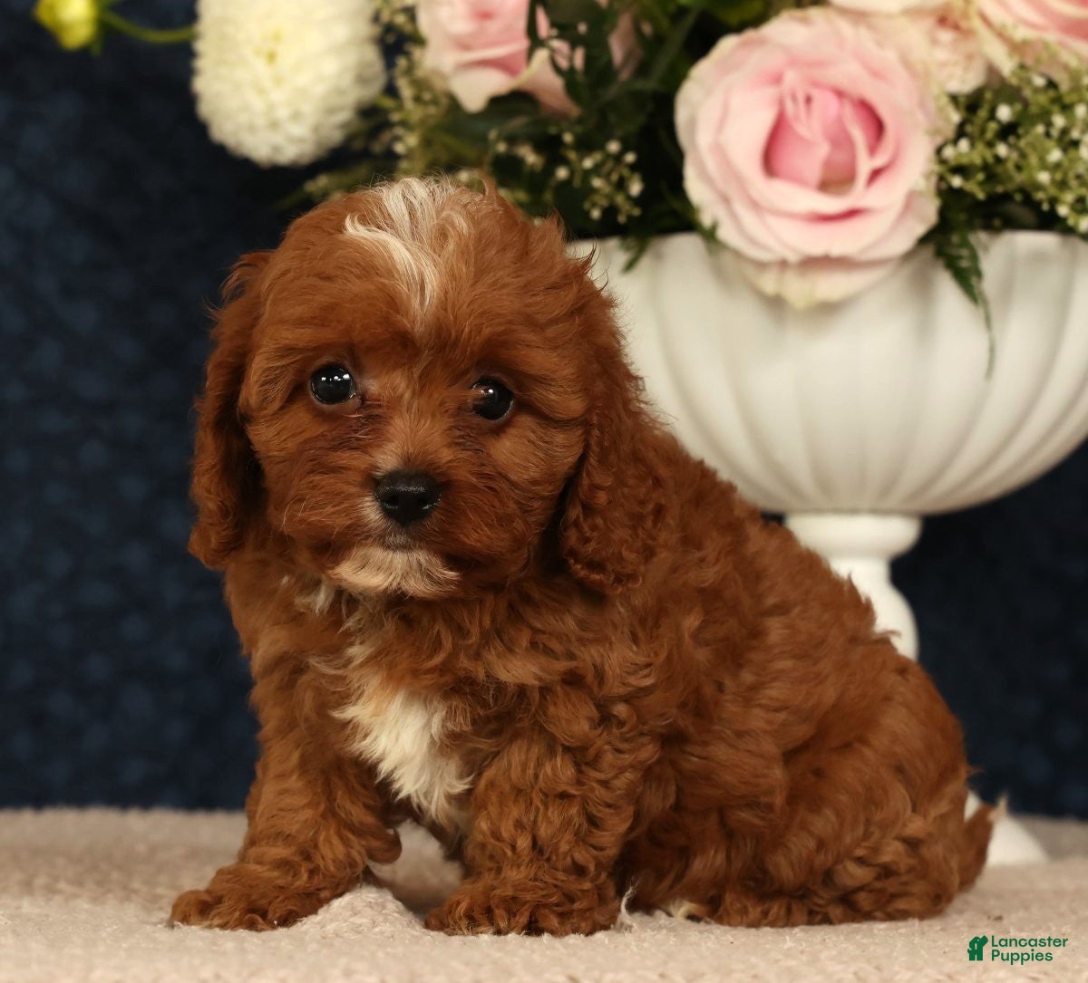 Cavapoo dogs Lana - Ad 2