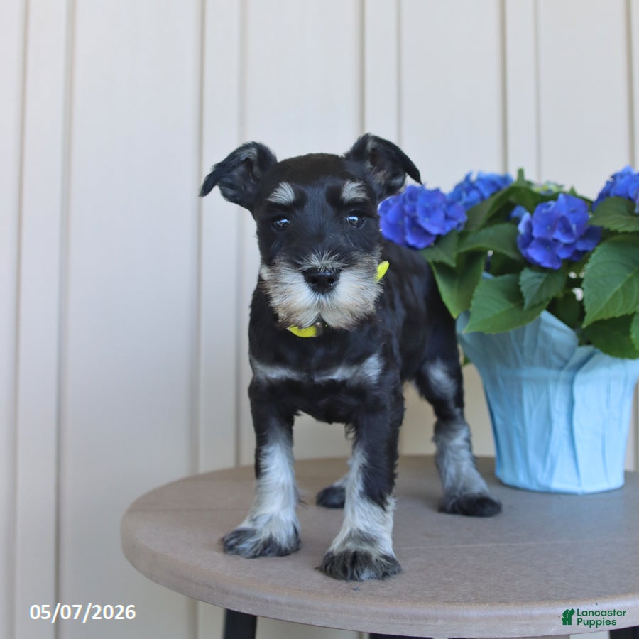 Miniature Schnauzer dogs Fidget - Ad 2