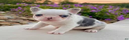 French Bulldog dogs for sale: Diesel - Ad 3