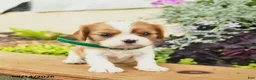 Cavalier King Charles Spaniel dogs for sale: Daisy  - Ad 5