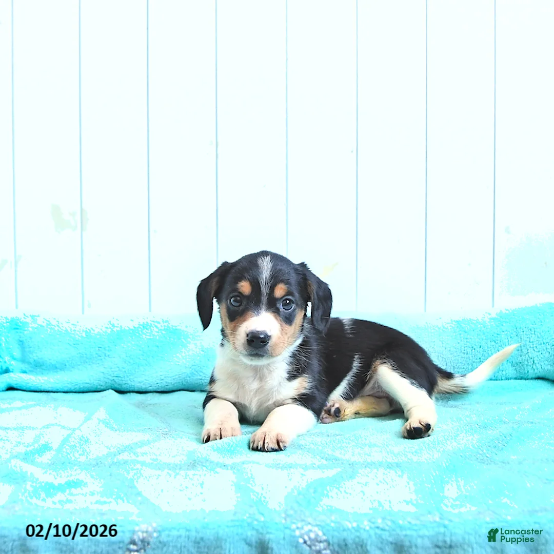 Mixed Breed dogs for sale: Rose  - Ad 1