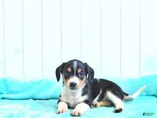 Mixed Breed dogs Rose - Ad 37