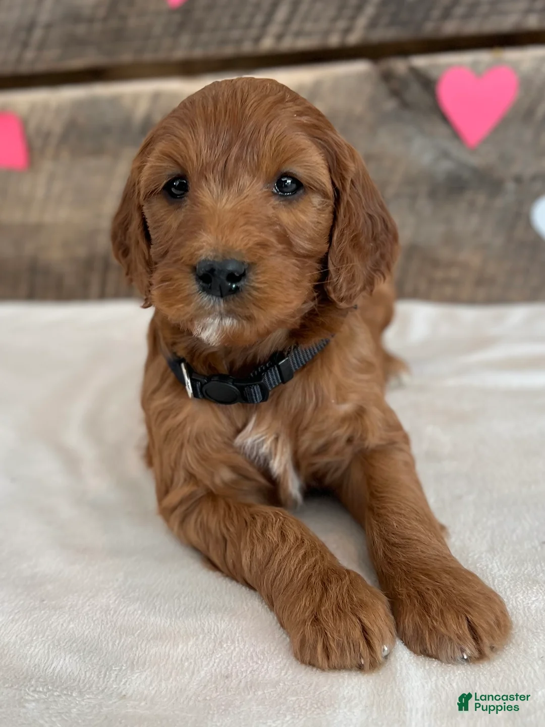 Irish Doodle dogs for sale: Jasmine - Ad 2