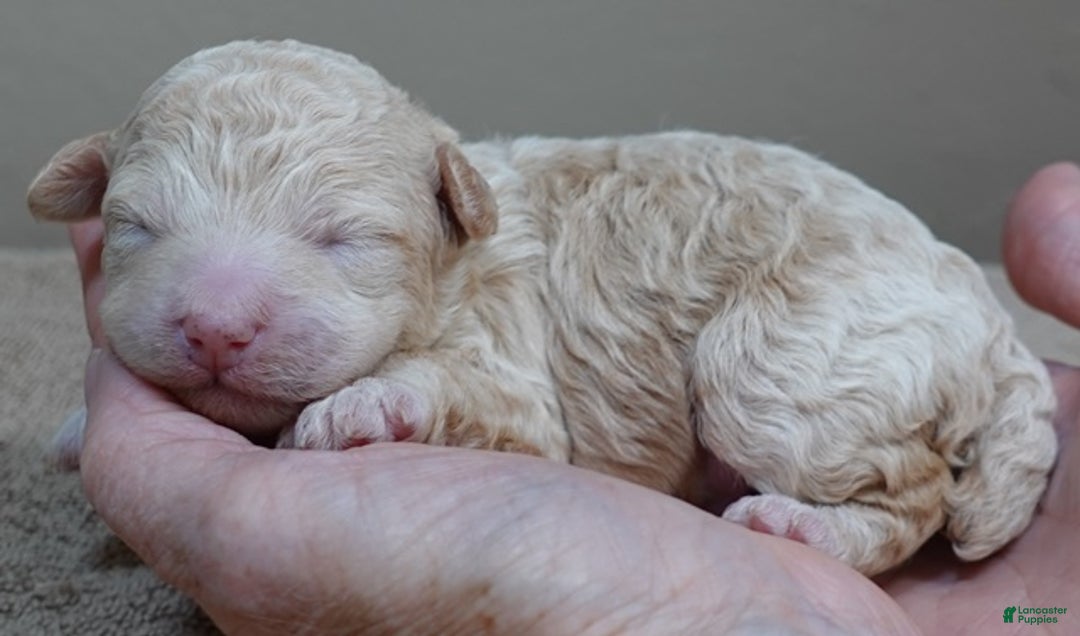 Toy Poodle dogs for sale: Toy Poodle Puppy 1 - Ad 2