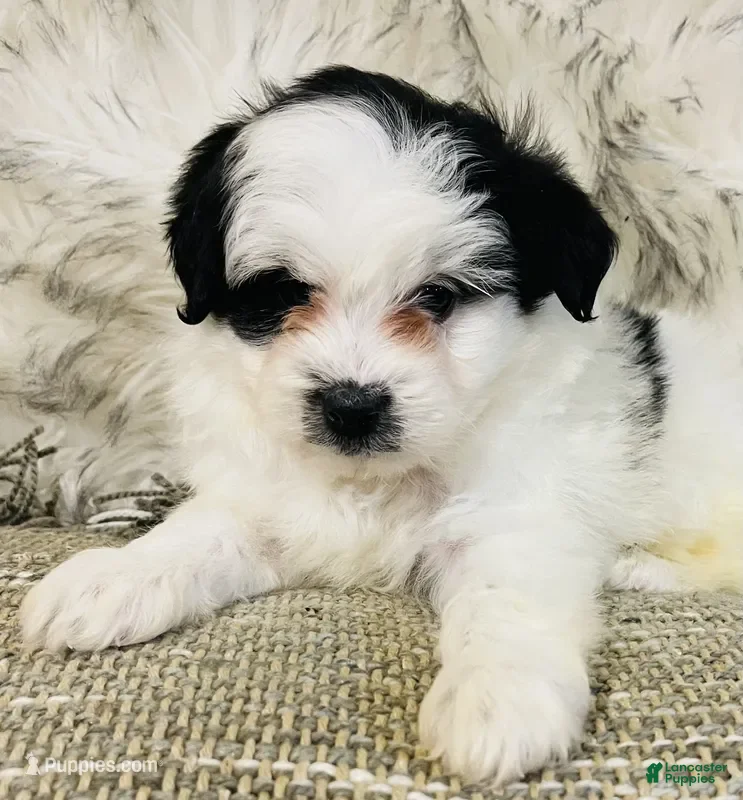 Mini Bernedoodle dogs Elf on the shelf- mini male - Ad 11