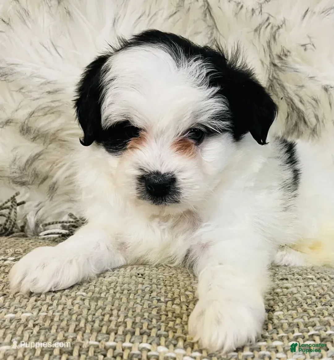 Mini Bernedoodle dogs for sale: Elf on the shelf - Ad 1