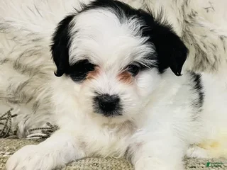 Mini Bernedoodle dogs Elf on the shelf - Ad 14