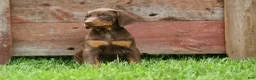 Doberman Pinscher dogs for sale:  Deacon (Red Rust) 🐶🖤🐾 - Ad 16