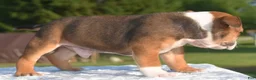 Mixed Breed dogs for sale: Bruno mini hybrid bulldog  - Ad 9