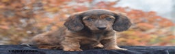 Dachshund dogs for sale: Shawn - Ad 1