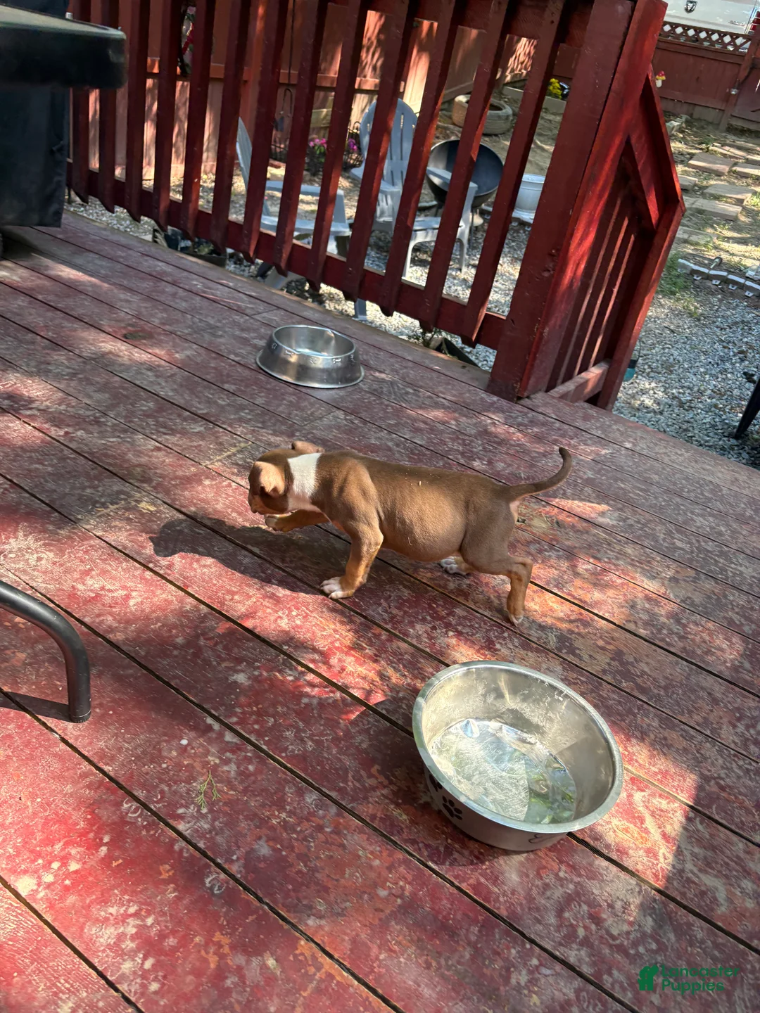 American Bully dogs for sale: American Bully Puppy 1 - Ad 2