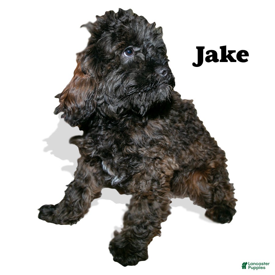 Cockapoo dogs Jake - Ad 4