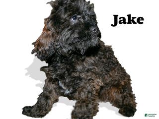 Cockapoo dogs Jake - Ad 40