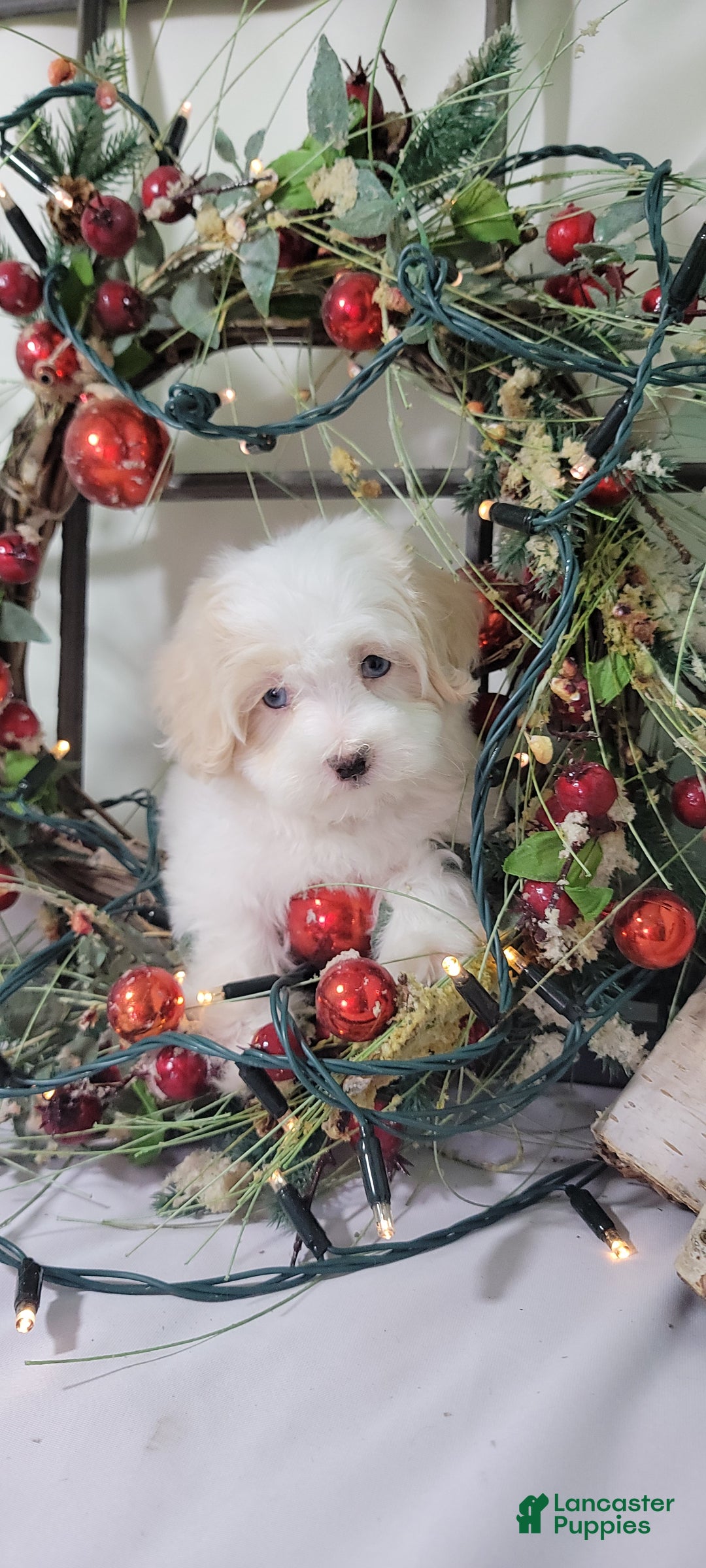 Maltipoo dogs for sale: April - Ad 12