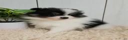 Pomeranian dogs for sale: Panda - Ad 6