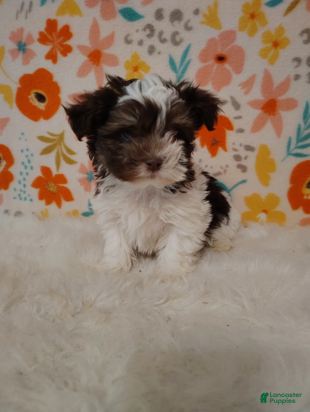 Maltipoo dogs for sale: Dozer - Ad 7
