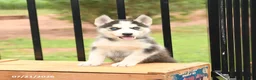 Siberian Husky dogs for sale: Barbie - Ad 3