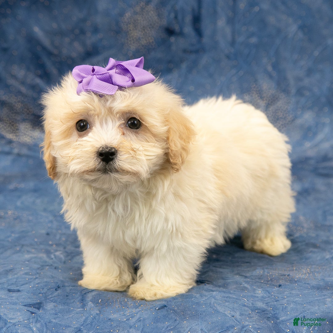 Havanese dogs for sale: Abby - Ad 5
