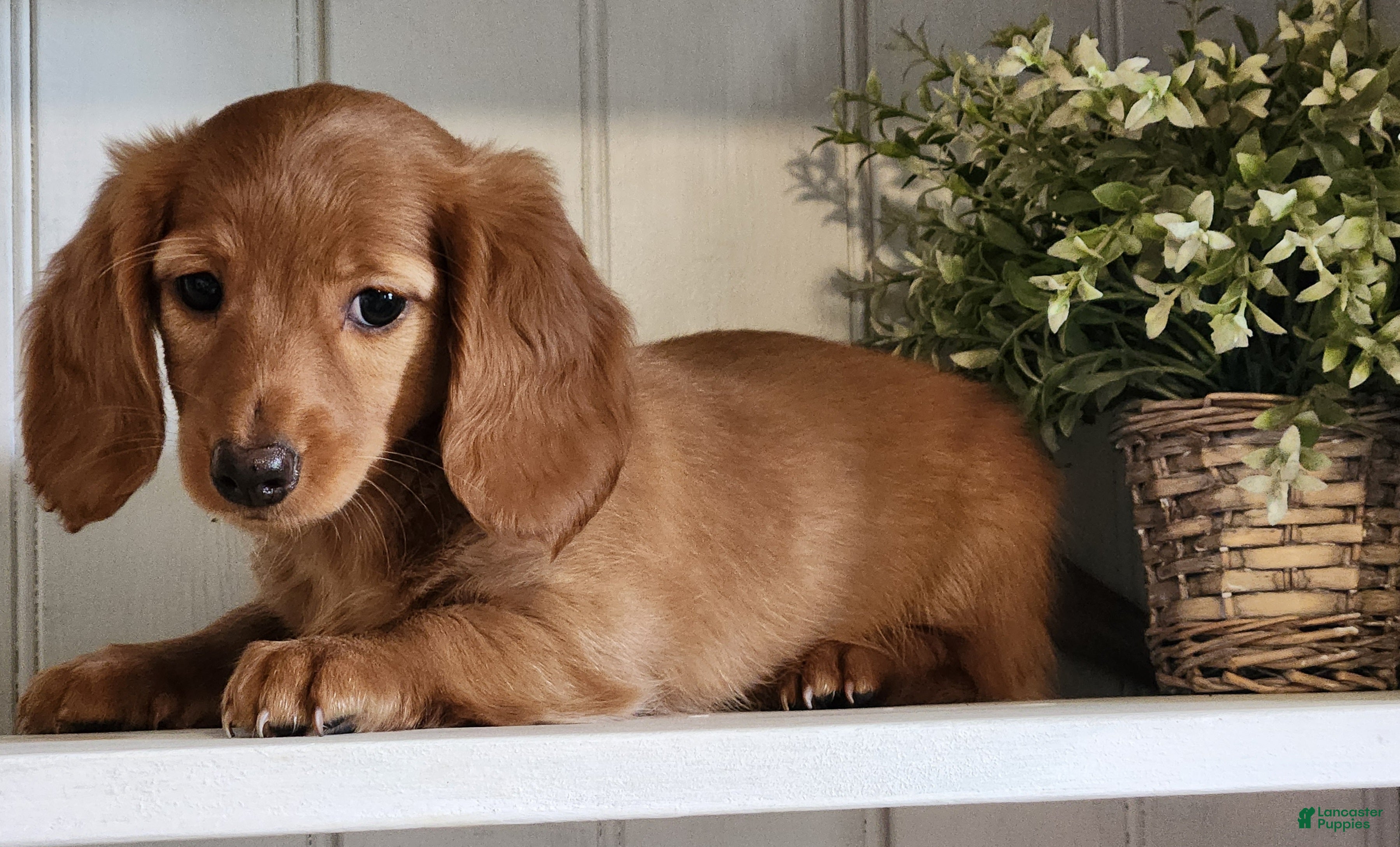 Miniature Dachshund dogs for sale: Molly - Ad 1