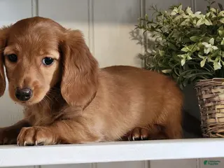 Miniature Dachshund dogs for sale: Molly - Ad 1