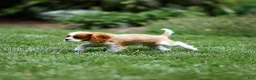 Cavalier King Charles Spaniel dogs for sale: Allen Cavalier King Charles Spaniel Puppy  - Ad 21