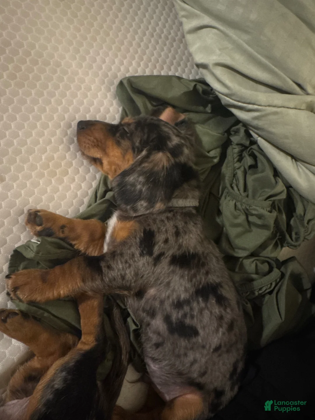 Mixed Breed dogs for sale: Rupert  - Ad 2
