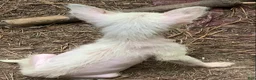 Chinese Crested dogs for sale: White HH boy  - Ad 6