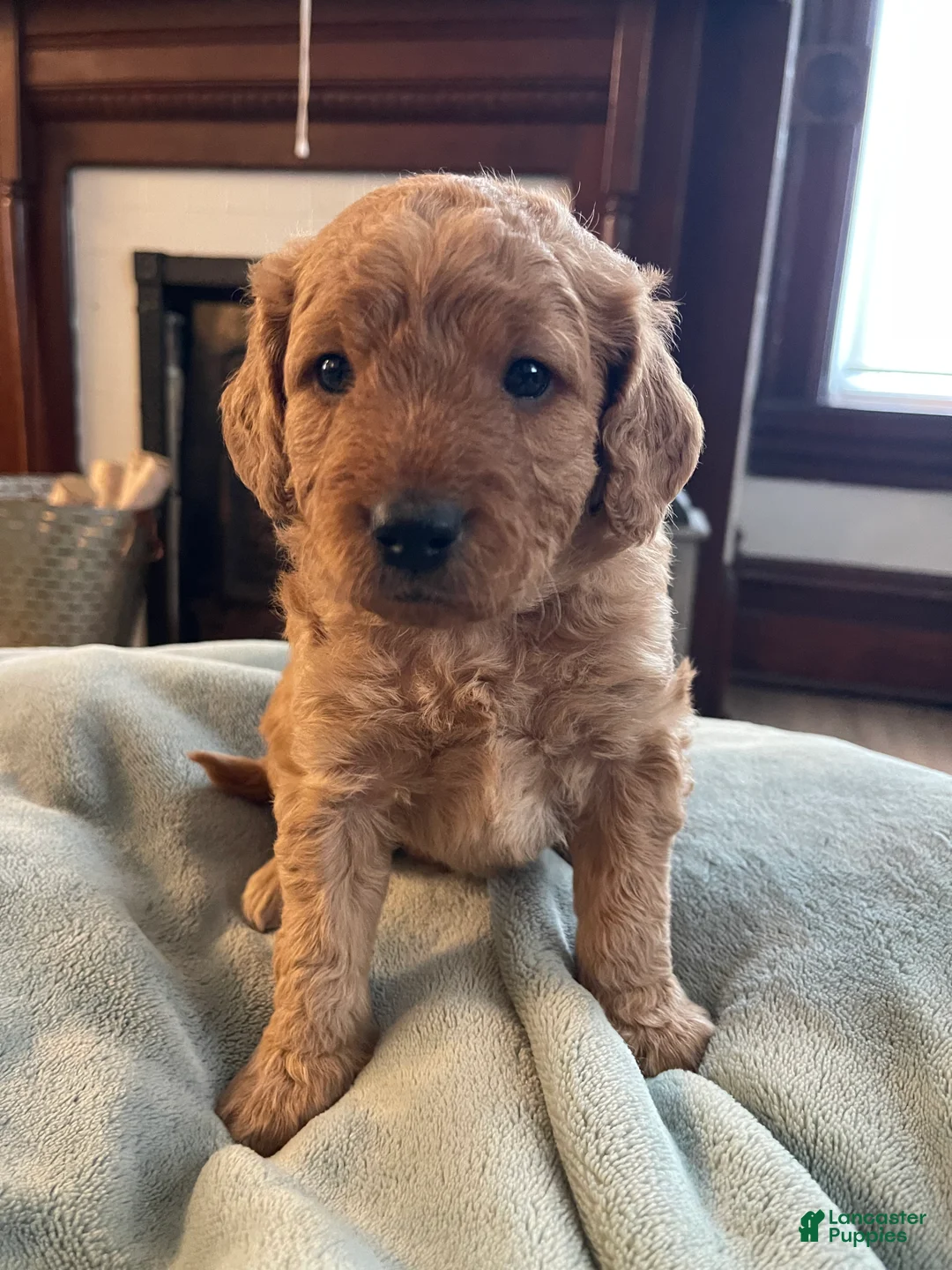 Mini Goldendoodle dogs for sale: Sven  - Ad 1