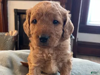 Mini Goldendoodle dogs Sven - Ad 11