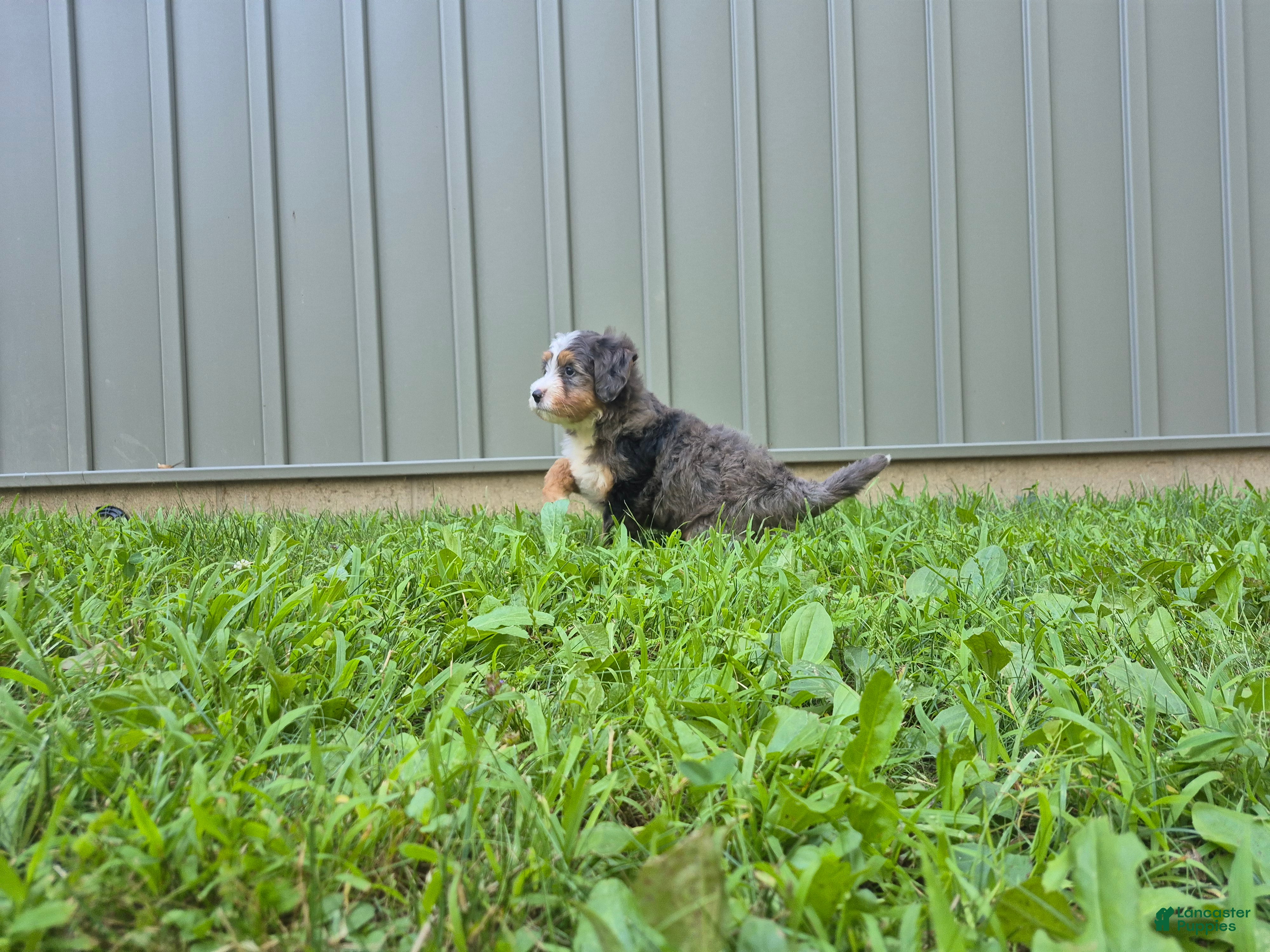 Bernedoodle dogs Millie - Ad 2