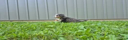 Bernedoodle dogs for sale: Millie - Ad 2