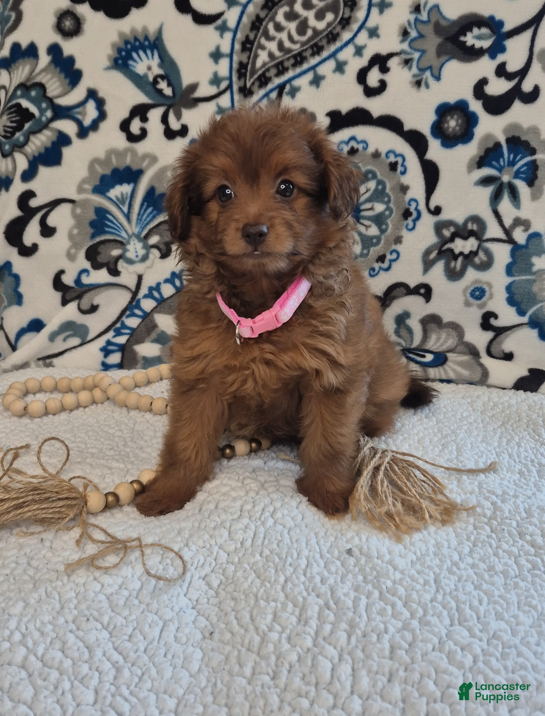 Pomapoo dogs Sophie - Ad 5